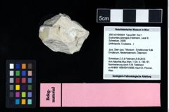 NHMW-GEO-2007z0149-0054_Ol_02.tifEodromites dobrogea (Feldmann, Lazar & Schweitzer, 2006)  (NHMW-GEO-2007z0149-0054)
